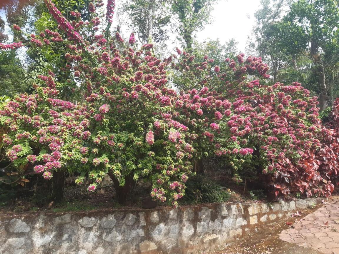 Athena Homestay Somvārpet Esterno foto